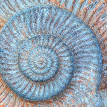 Closeup Of Ammonite Prehistoric Fossil - Oxford University Museum Of Natural History
