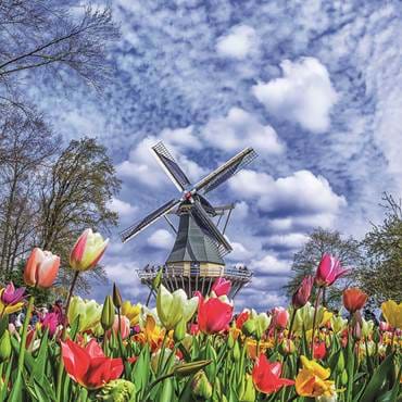 Dutch Windmill And Colorful Tulips